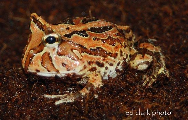 012 - Fantasy Frog.jpg